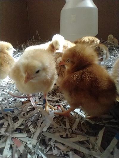 chicks