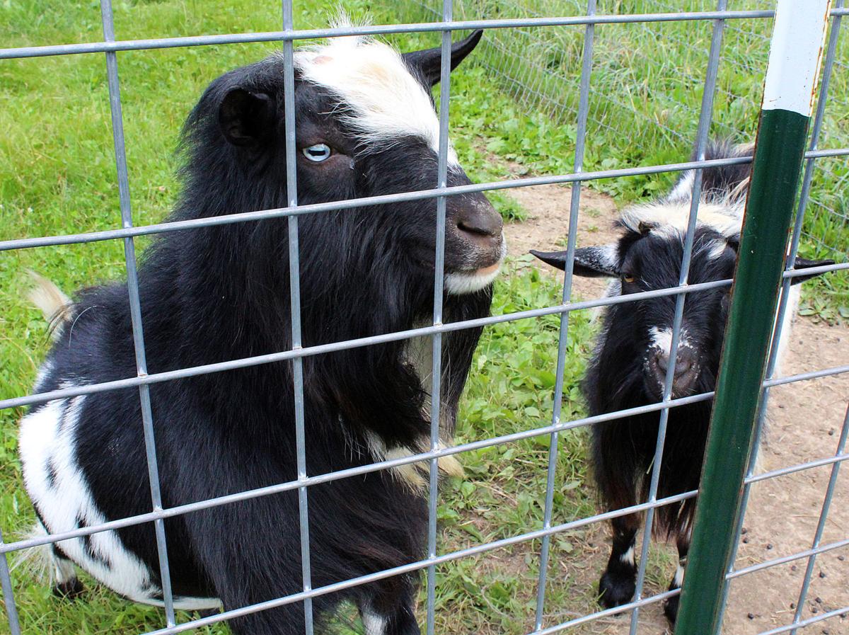 Blank canvas Joneses see opportunity to create something beautiful on Sauk County lavender farm Country Today