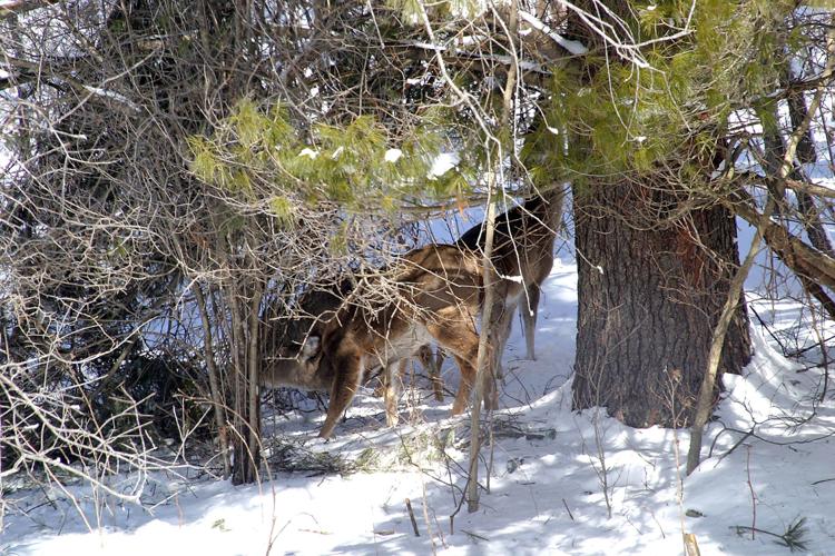 Winter severity index in Wisconsin rates normal Outdoors
