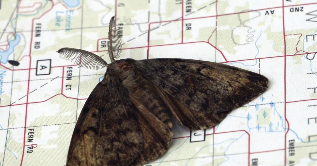 Moth Wi Spongy moth spraying begins this month in western Wisconsin | Daily ...