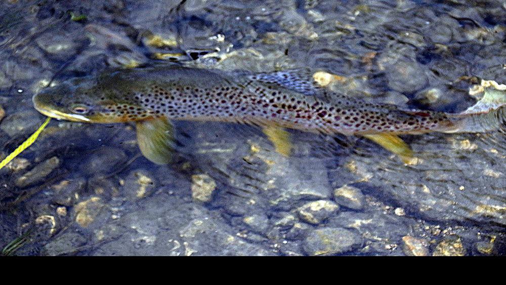 Improved trout habitat added to DNR’s online tool Outdoors