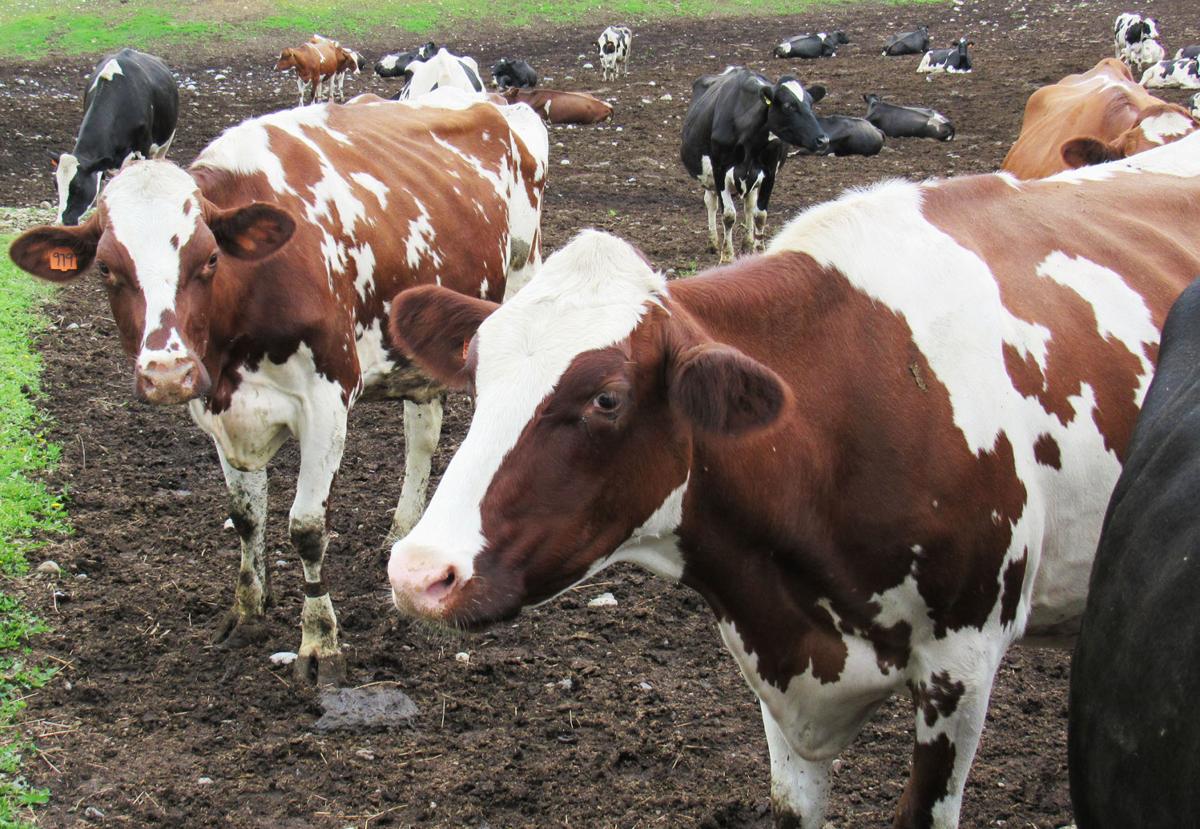 Farming on the last frontier Visits to Alaska’s last dairy and other