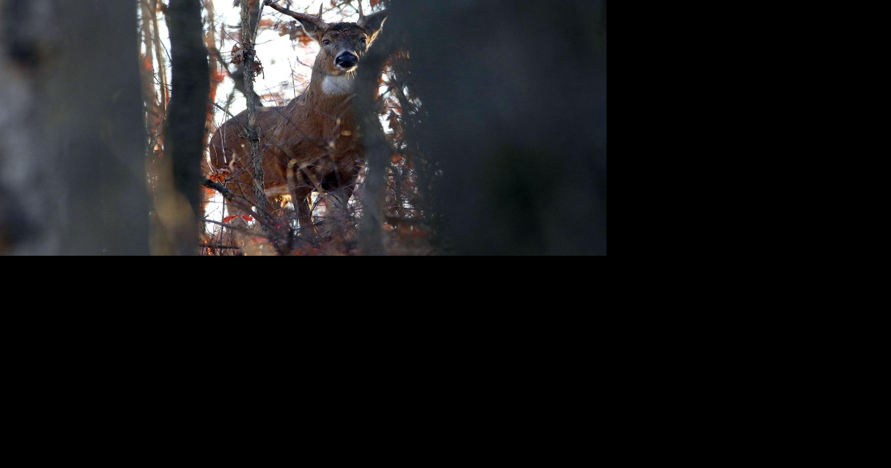More CWD sampling options this year | Outdoors | leadertelegram.com
