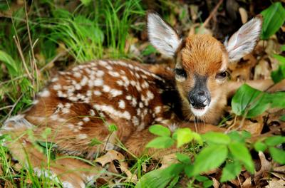 Rehabilitator, DNR advise people to leave baby wild animals alone | Front  Page 