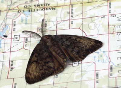 Wisconsin Invasive Moth Spongy moth spraying planned in west-central Wisconsin | Daily Updates ...
