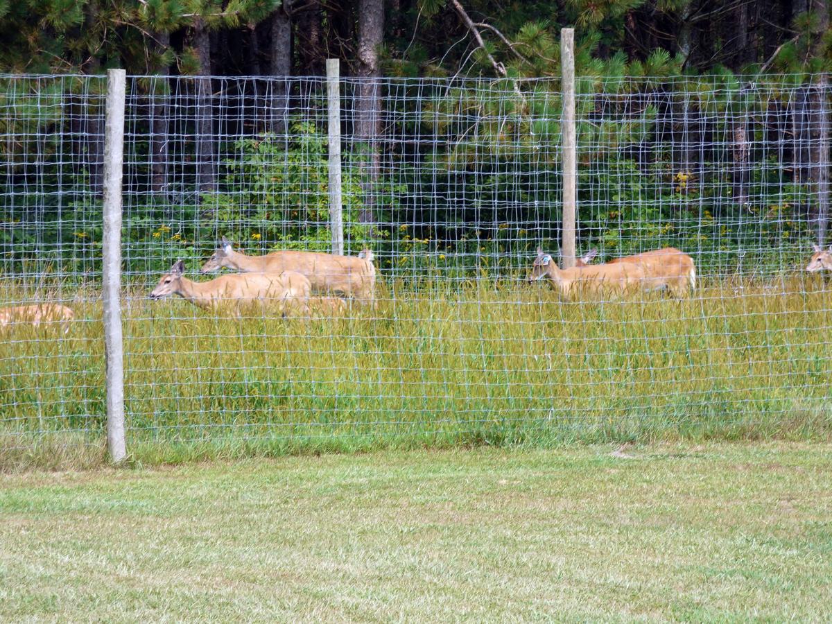 Deer friends Eau Claire County deer farm owners try to shed light on