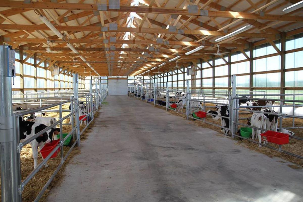 Consistency Is Key Clark County Dairy s Record breaking Cow just One Of The Herd Dairy 