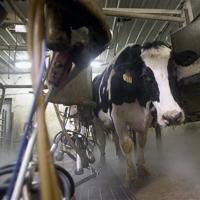 Gassy German cows blamed for barn explosion | Daily Updates ...