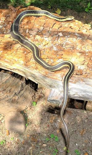 Focus on nature: The biggest garter snake I have ever seen | Outdoors |  