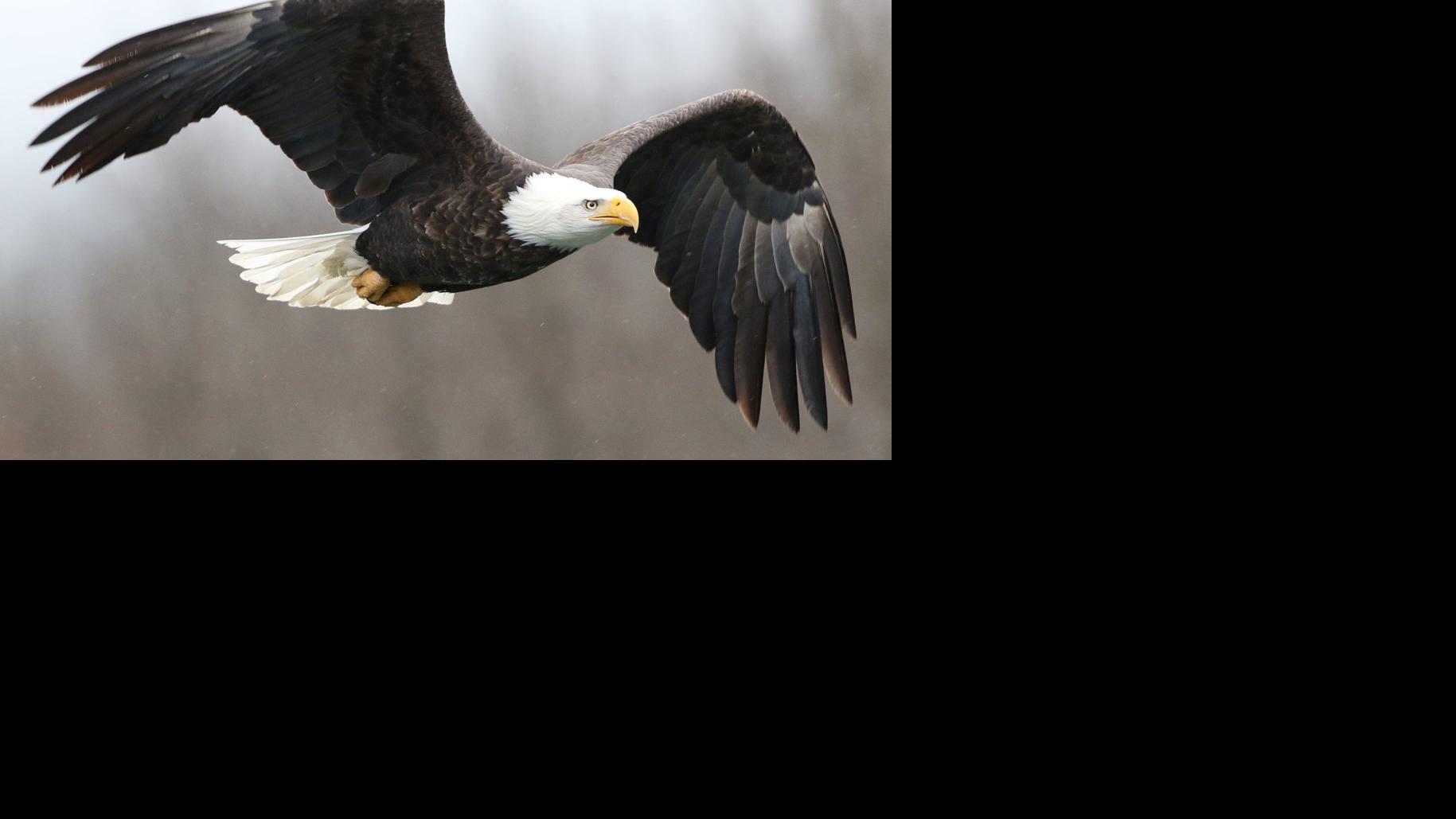 The Eagle Man Of Eau Claire Front Page Leadertelegram Com