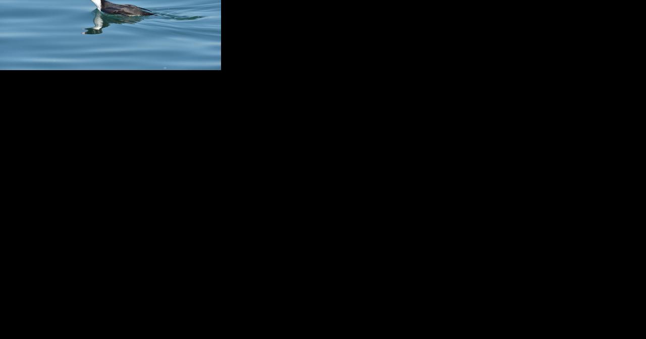 No rhyme, or reason, for this ancient murrelet - Vimarsana News