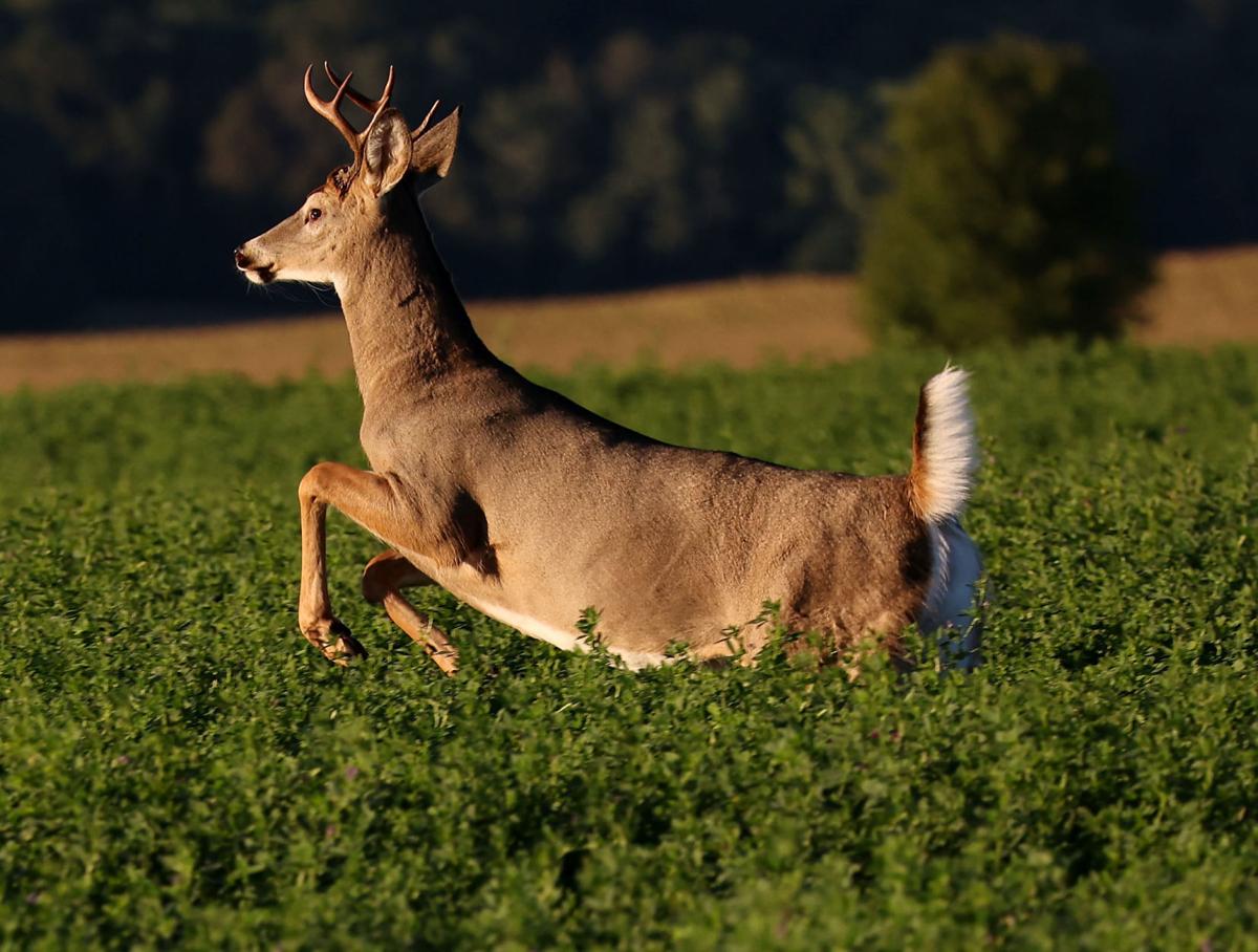 DNR: Snow on the ground should make for great hunting season ...