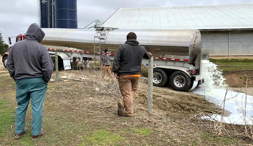 Down the drain: Some farmers asked to dispose of milk amid COVID-19 ...