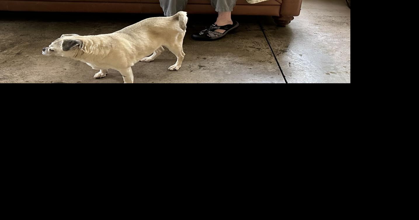 Bob's House for Dogs to build larger facility, foster cats Local News