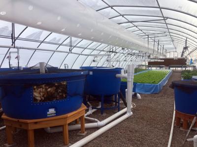 Chetek Aquaponics Farm Raising Tilapia Greens In Sustainable