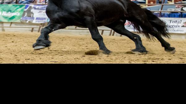 Midwest Horse Fair 2022 Dates