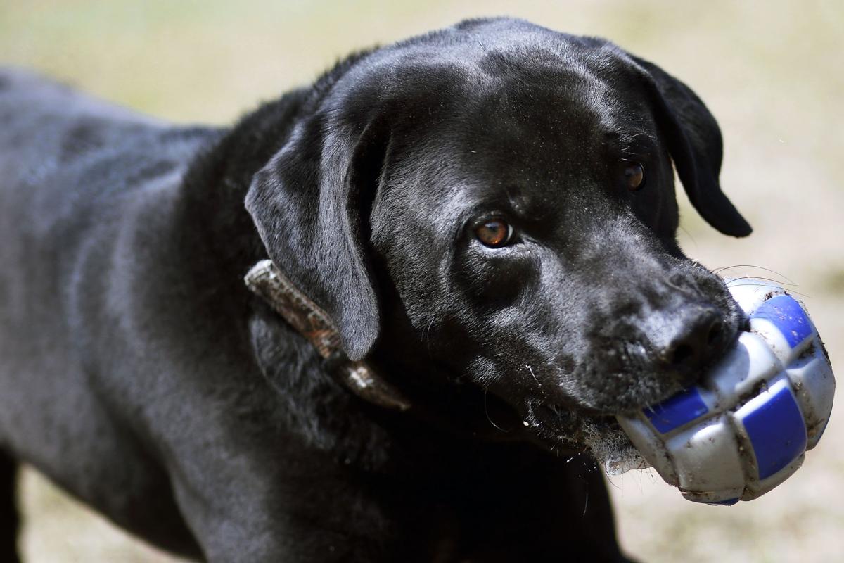 Eau Claire County Animal Shelter Running Out Of Dogs For Adoption Front Page Leadertelegram Com