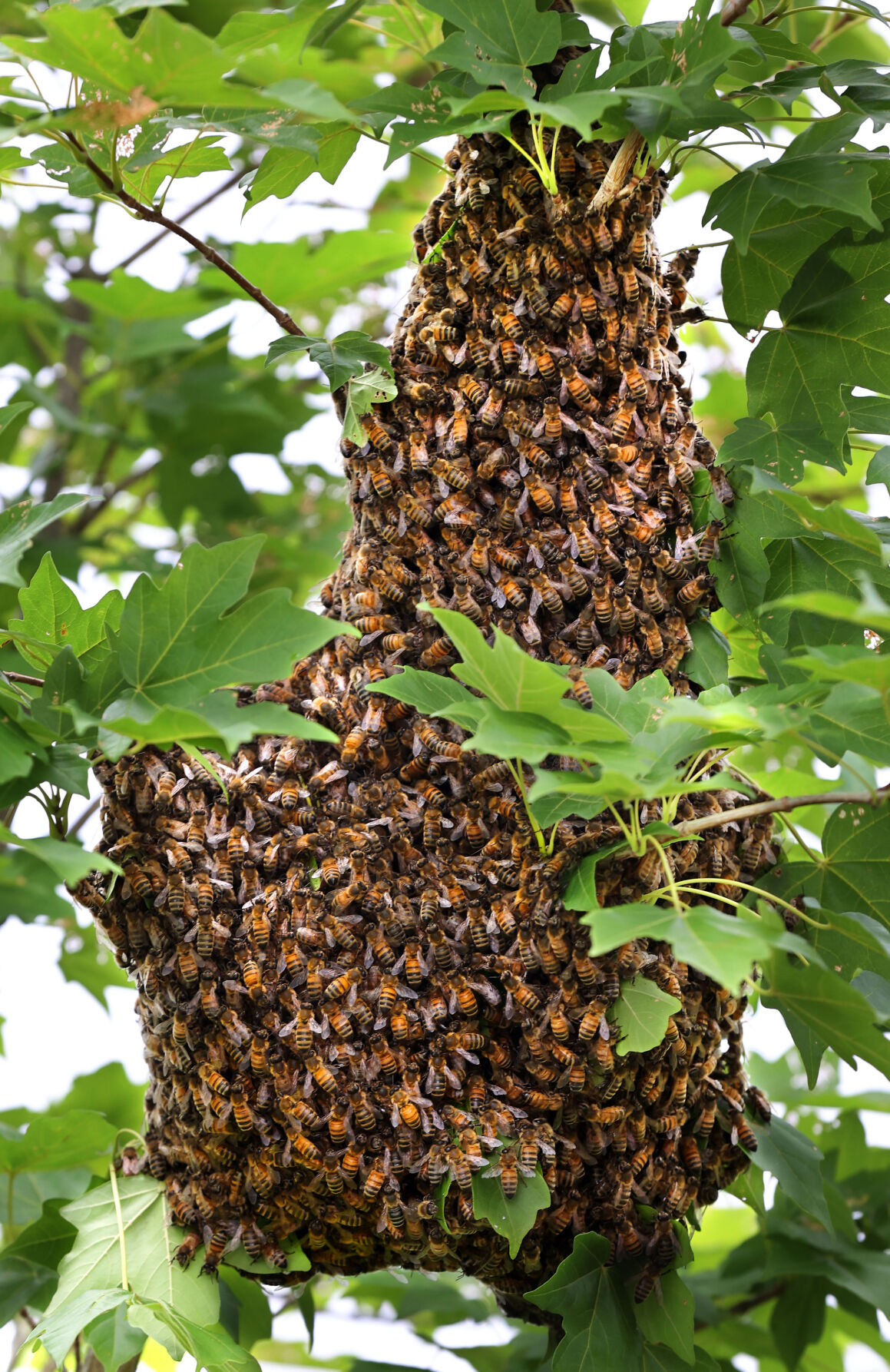 Photos Bee Removal leadertelegram