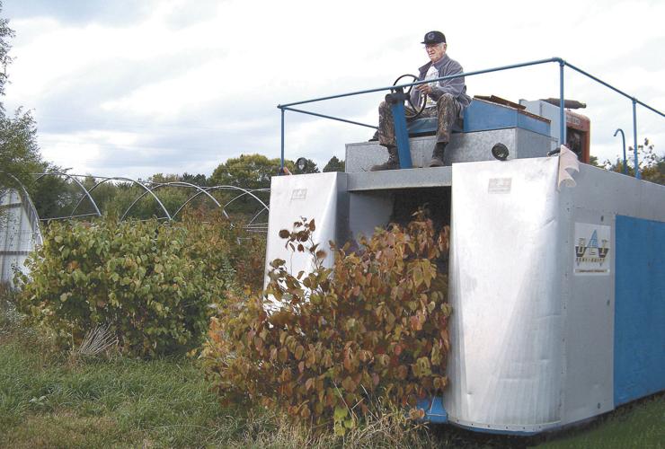 Minnesota grower has high hopes for hazelnuts in Upper Midwest Farm