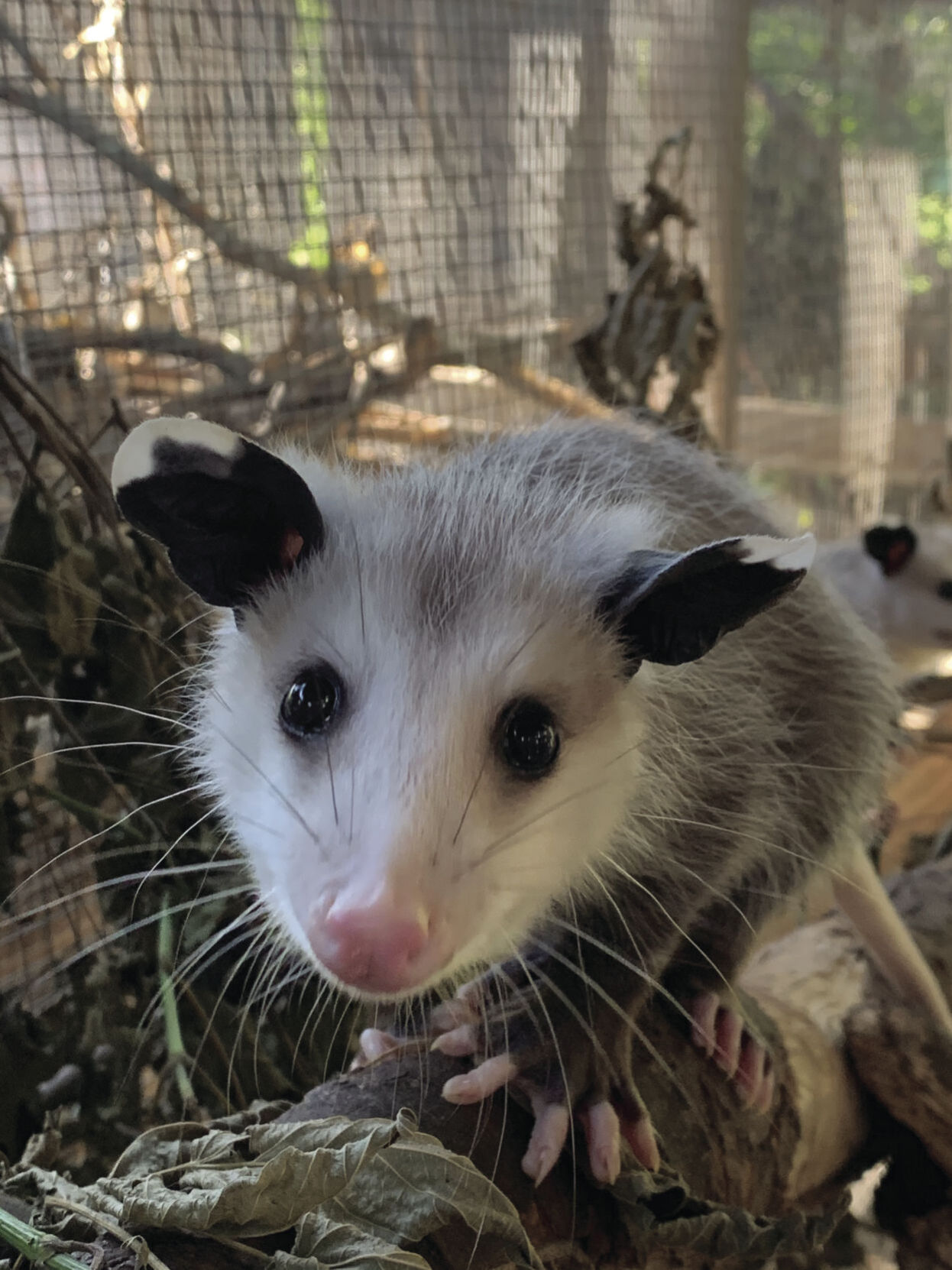 Eau Claire area wildlife rescue had busy year Front Page