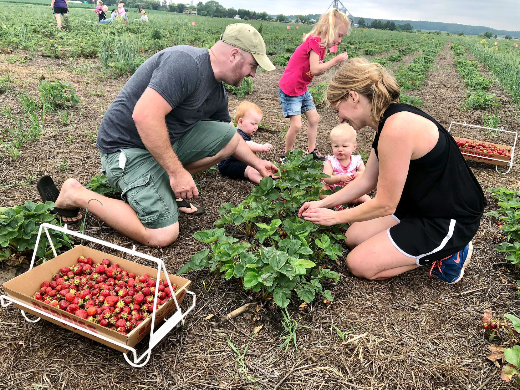 Chippewa Valley growers lament weak strawberry crop Crops