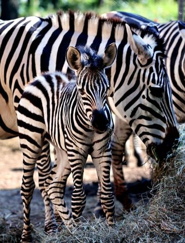 Moederland Cornwall Basistheorie Zebra born in Irvine Park zoo | Daily Updates | leadertelegram.com