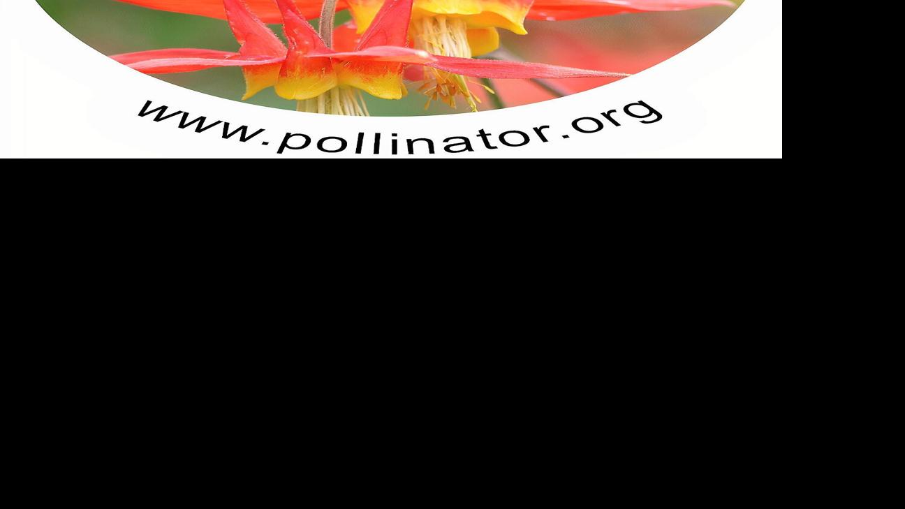 Focus on nature: Pollinators are essential to life on Earth and they need our help