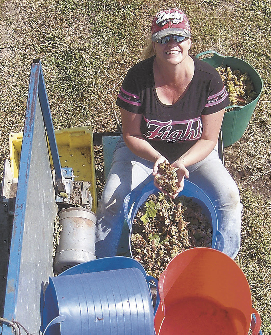 Minnesota grower has high hopes for hazelnuts in Upper Midwest Farm