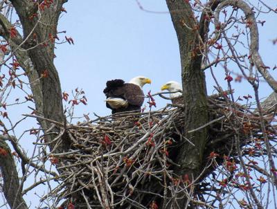 Record number of bald eagle nests
