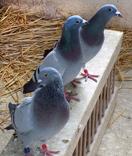 anti-pigeons/moineaux RD5000RF