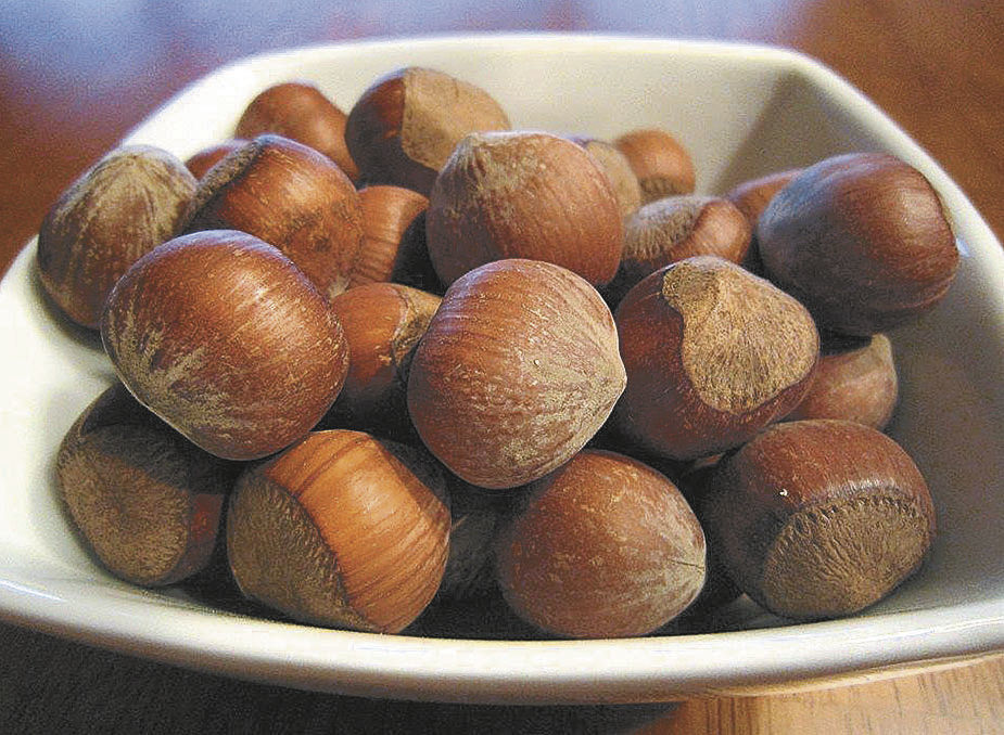 Minnesota grower has high hopes for hazelnuts in Upper Midwest Farm