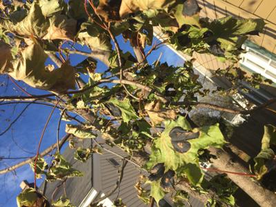 Tar Spots On Maple Leaves Seen Throughout Eau Claire Blogs Leadertelegram Com