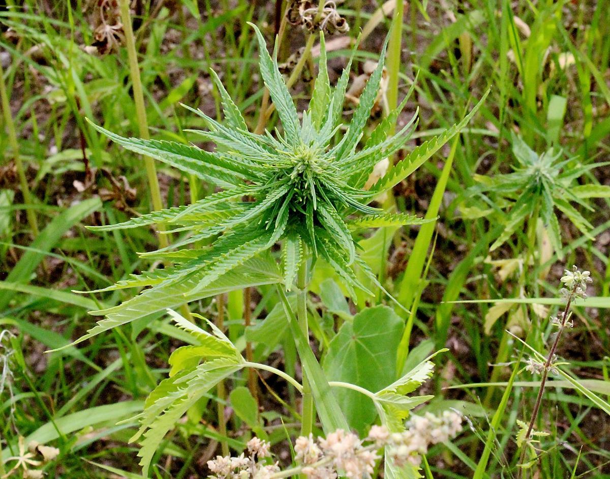 Family brings industrial hemp back to Rock County Crops