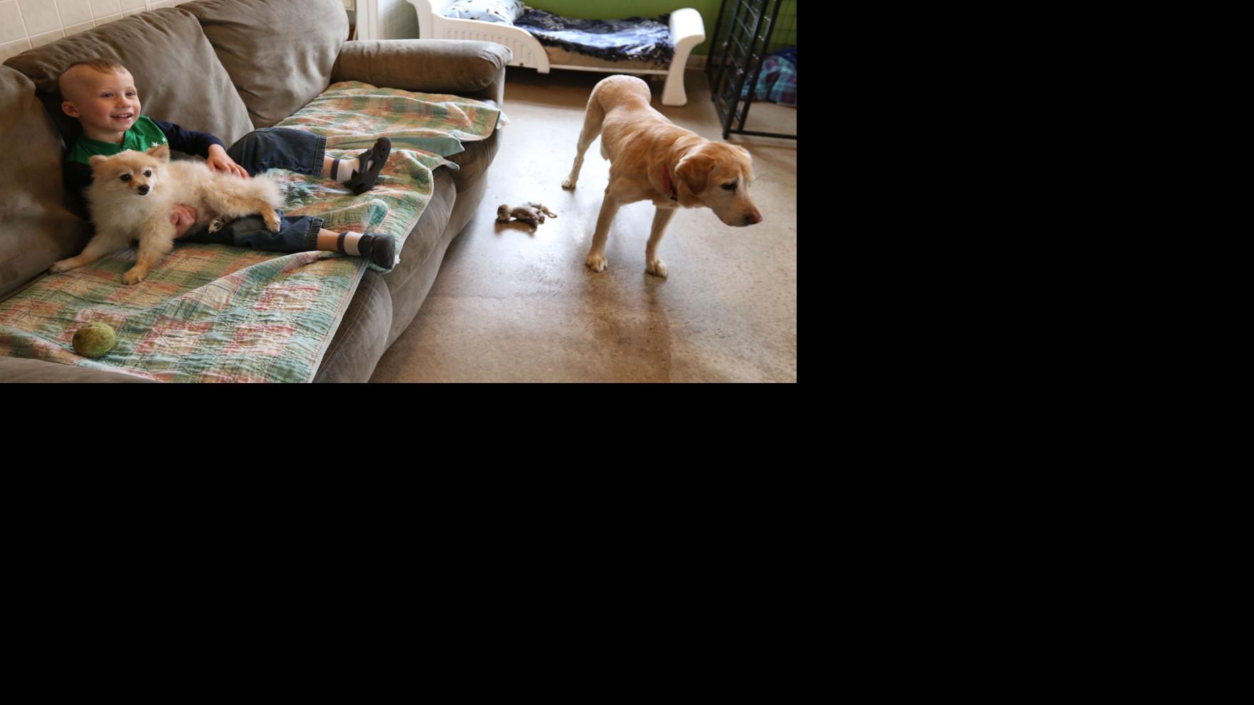 Bob S House Looks To Provide More Happy Endings For Older Dogs Lifestyles Leadertelegram Com