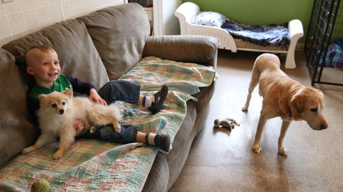 Bob S House Looks To Provide More Happy Endings For Older Dogs Lifestyles Leadertelegram Com