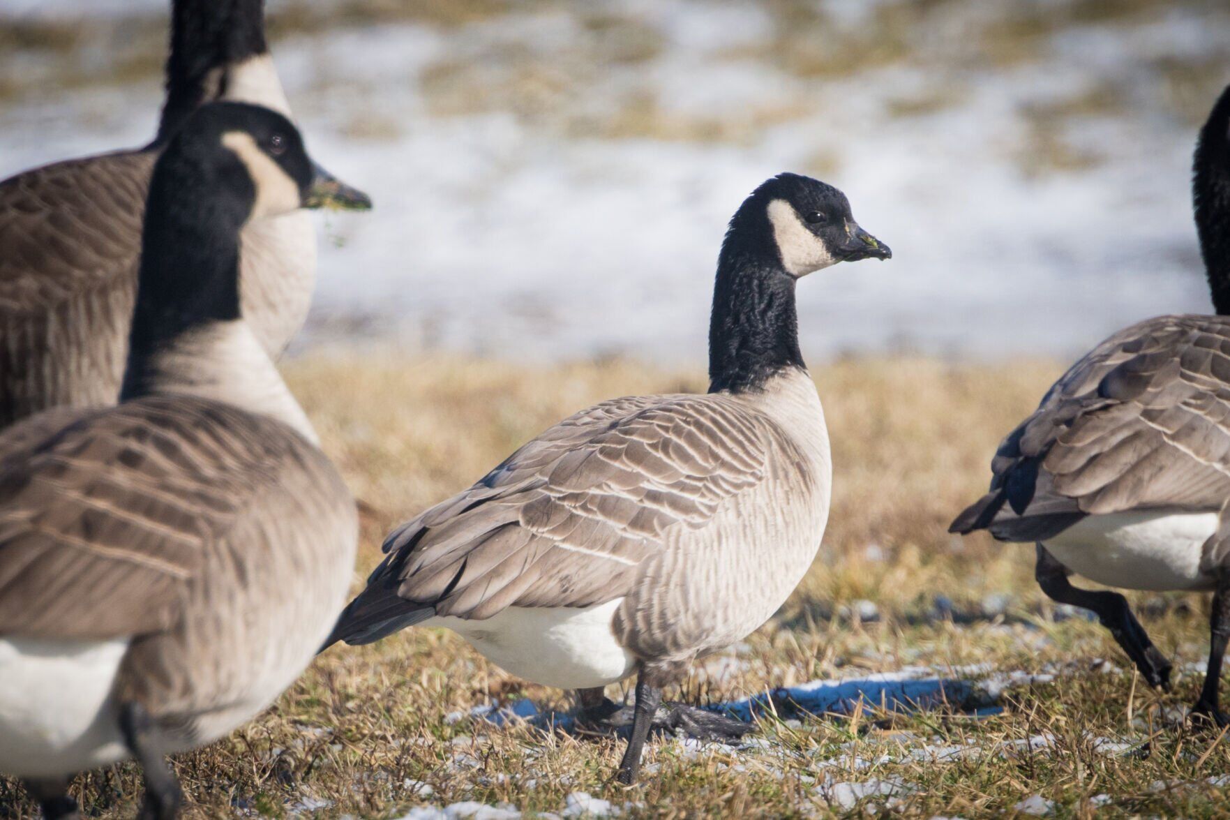 Canada goose discount bird look alike