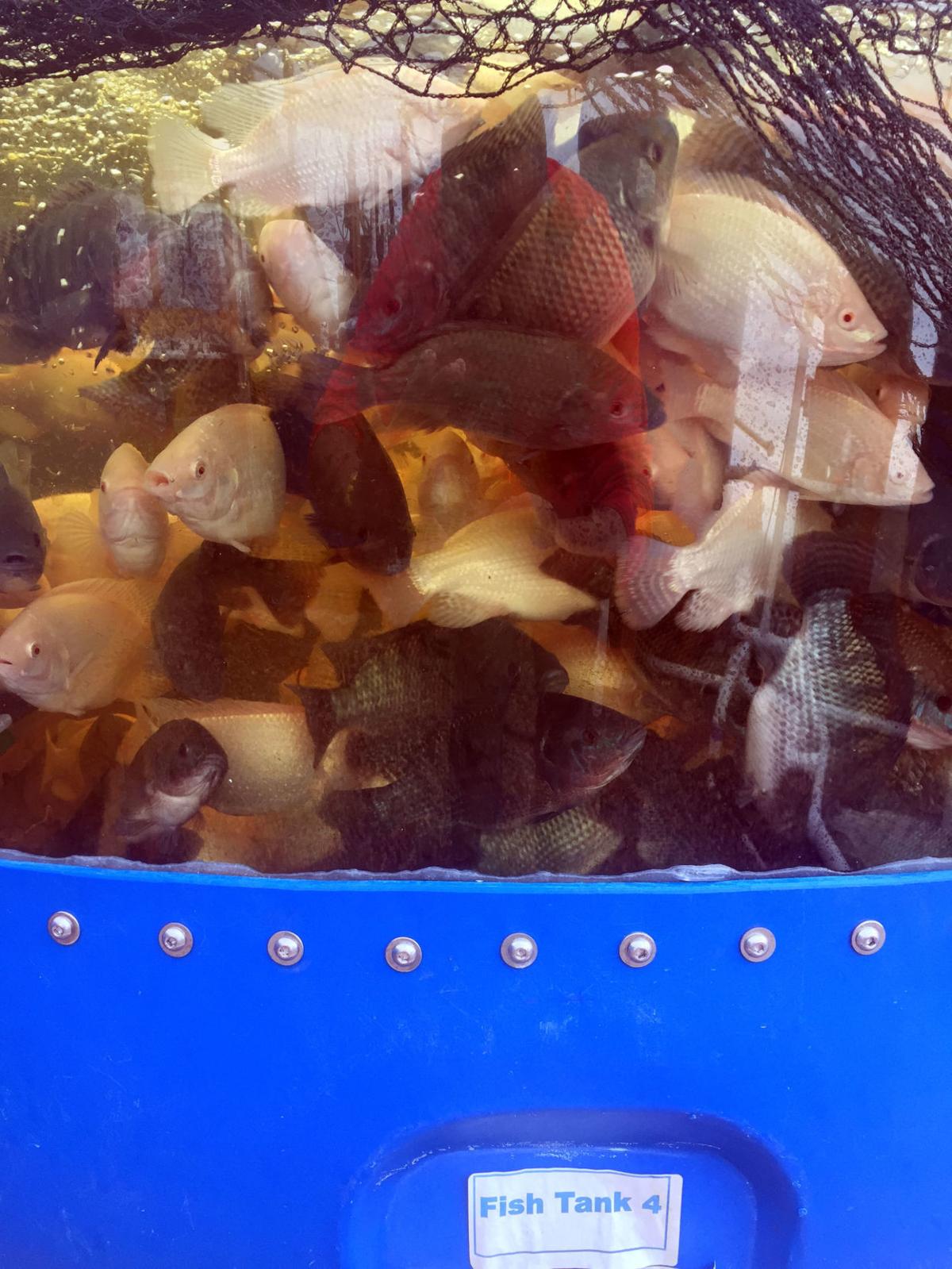 chetek aquaponics farm raising tilapia, greens in