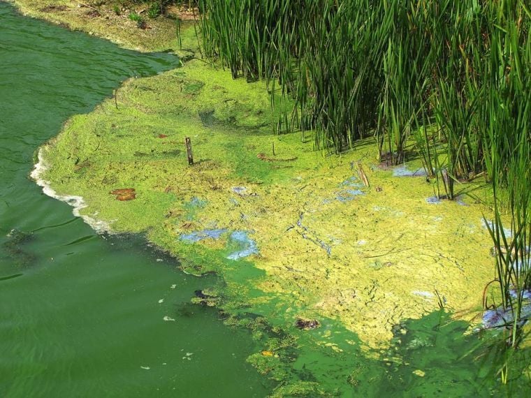 Remaking the Valley Menomonie mayor declares war on algae Local