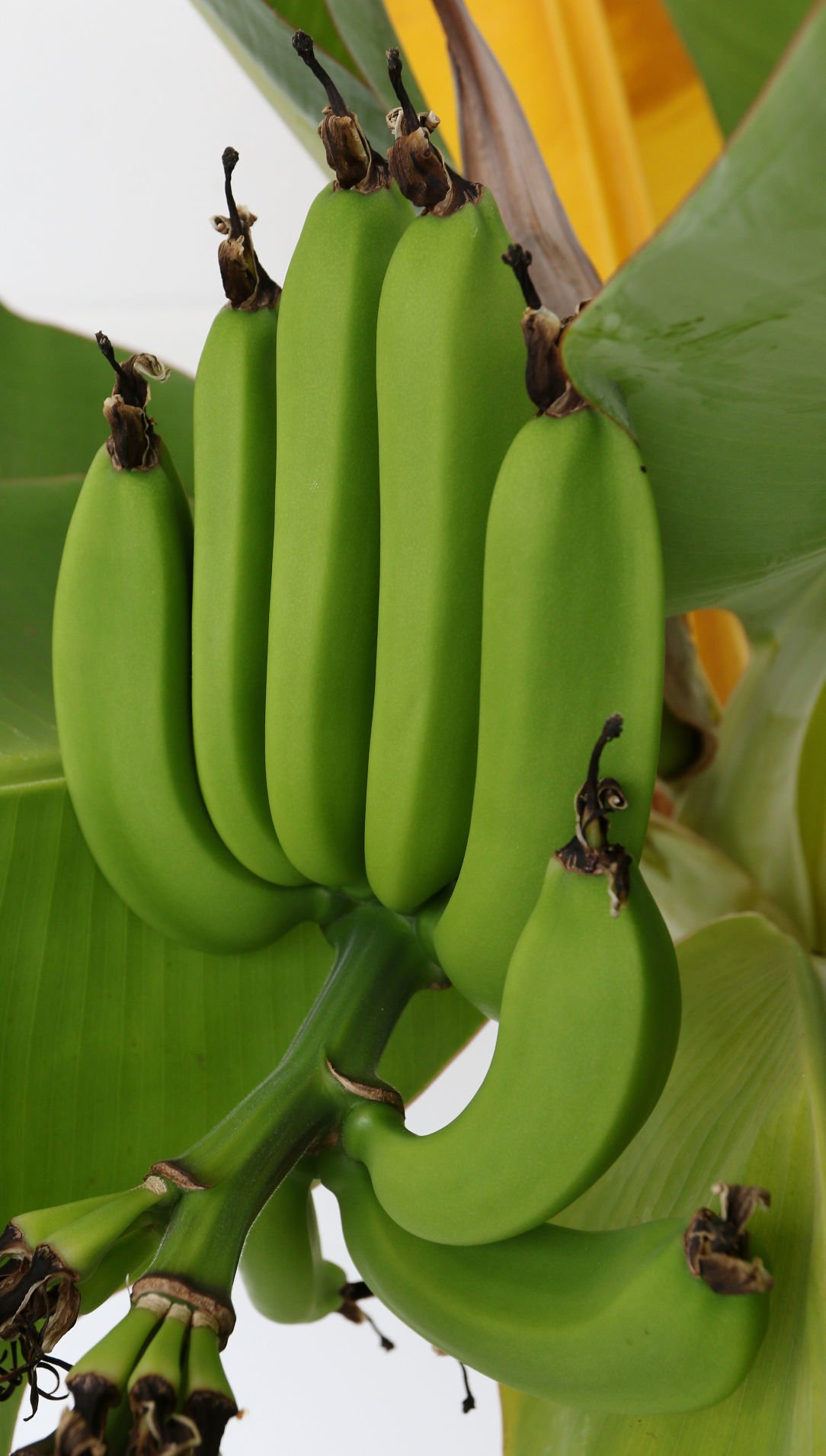 082719_dr_banana_5a