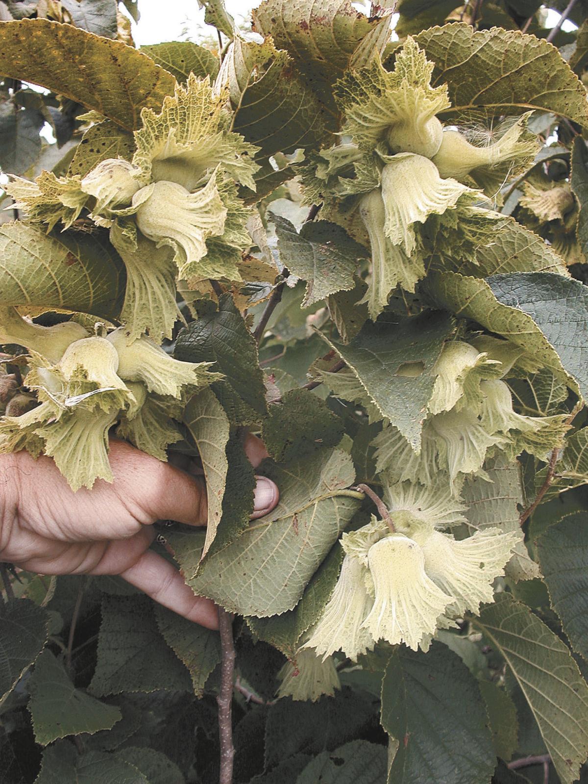 Minnesota grower has high hopes for hazelnuts in Upper Midwest Farm