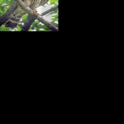 Knight Life: Merlins nesting in Eau Claire County | Getting Out ...