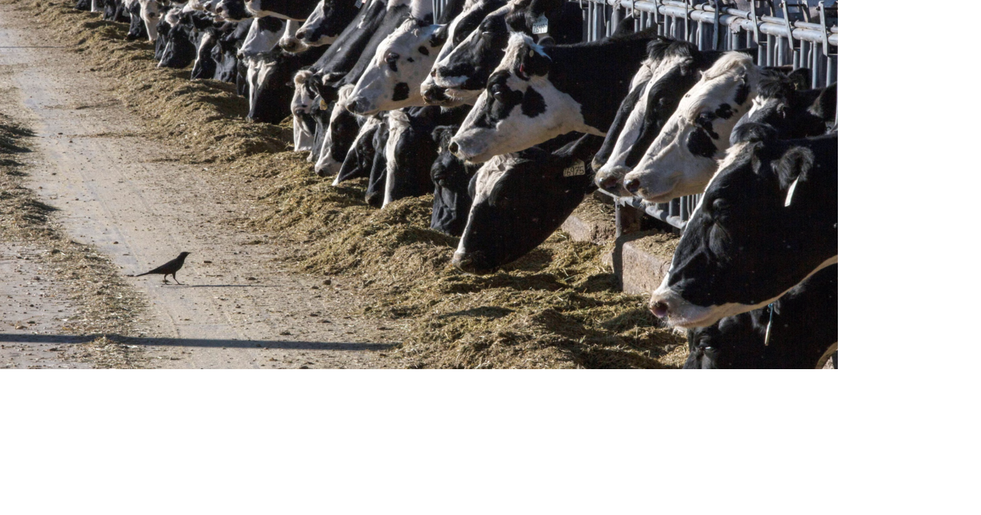 Wisconsin cheese makers say USDA funding match on dairy grants could kill small farms