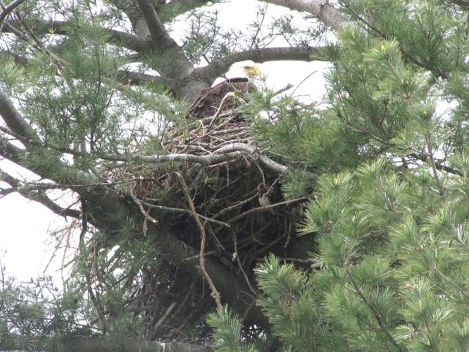 Livestream shows bald eagle nest in Chippewa Falls Front Page