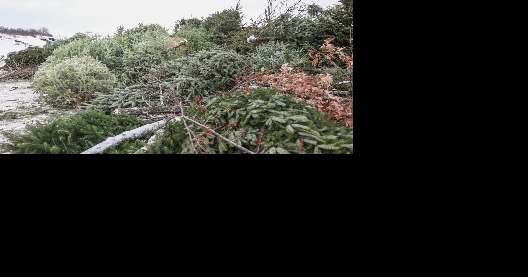 Merry Mulch tree recycling begins in Eau Claire Front Page