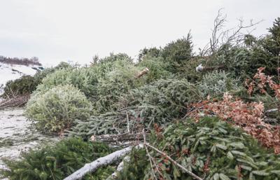 Merry Mulch tree recycling begins in Eau Claire Front Page