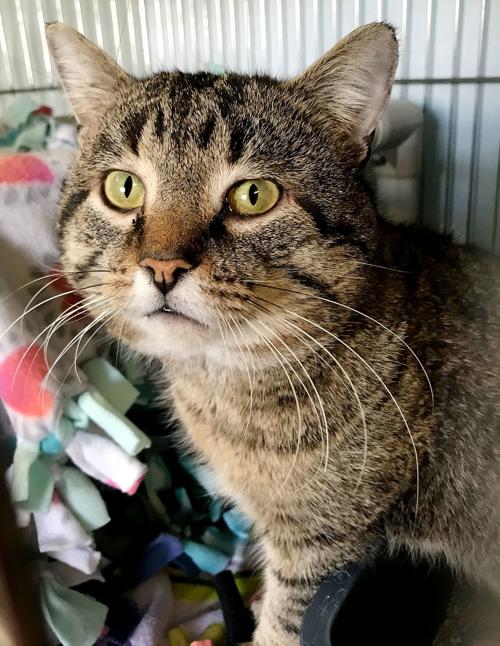 Pet of the Week