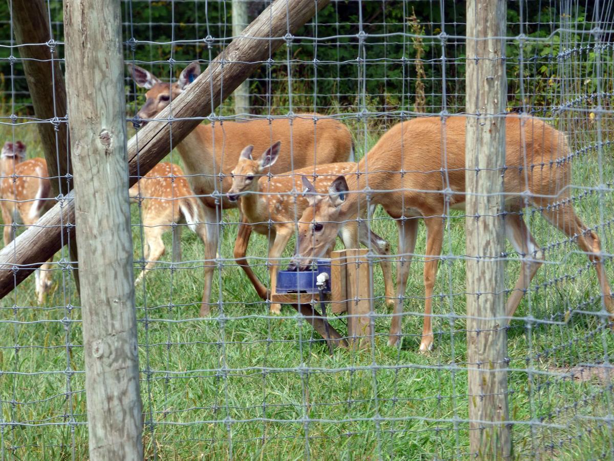 Education effort Eau Claire County deer farm owners try to shed light