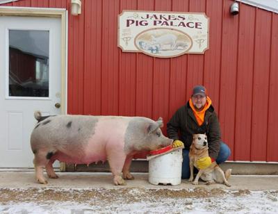 Jake S Pig Palace Entering 20th Year Farm News Leadertelegram Com