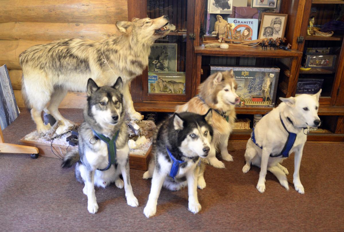 Mushers To The Rescue Door County Sled Dogs Are Inspirational