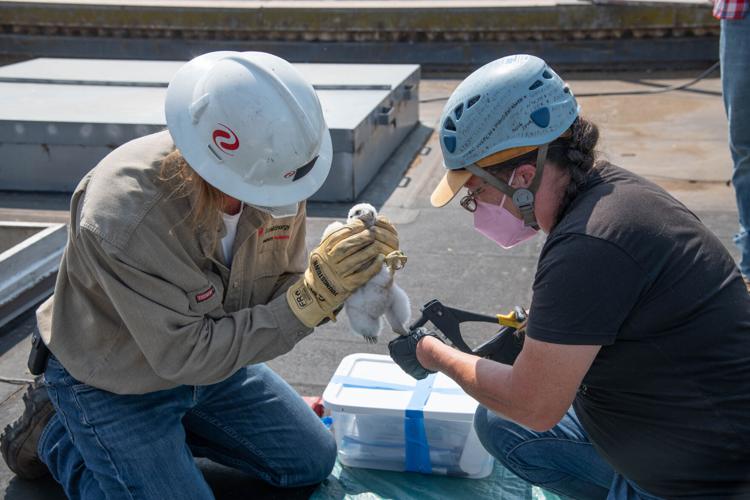 Meet Dash, Jet, Poppy and Lightning, Ashland's newest falcons ...